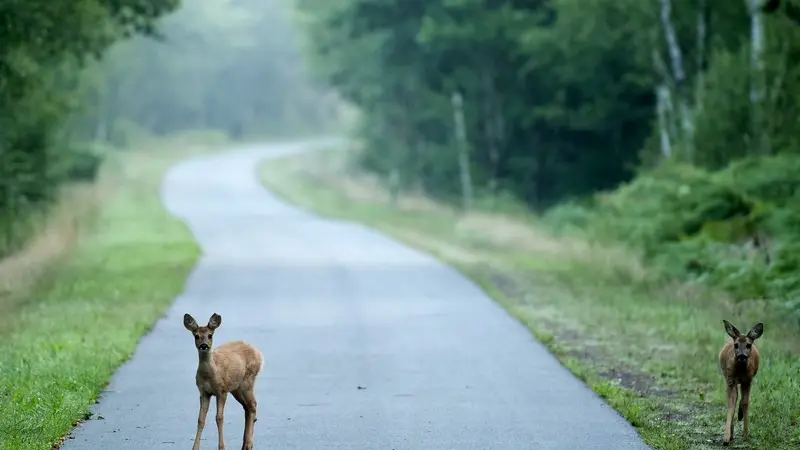 Sur la route vers Concoret
