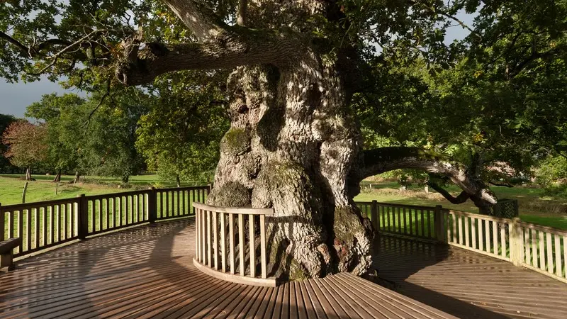 Le chêne à Guillotin