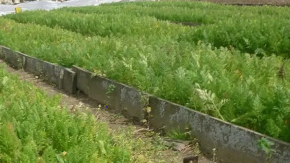 petit-potager-carnac