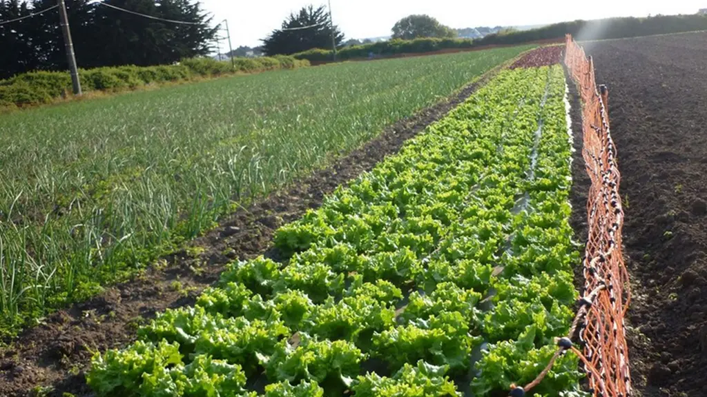 petit-potager-carnac