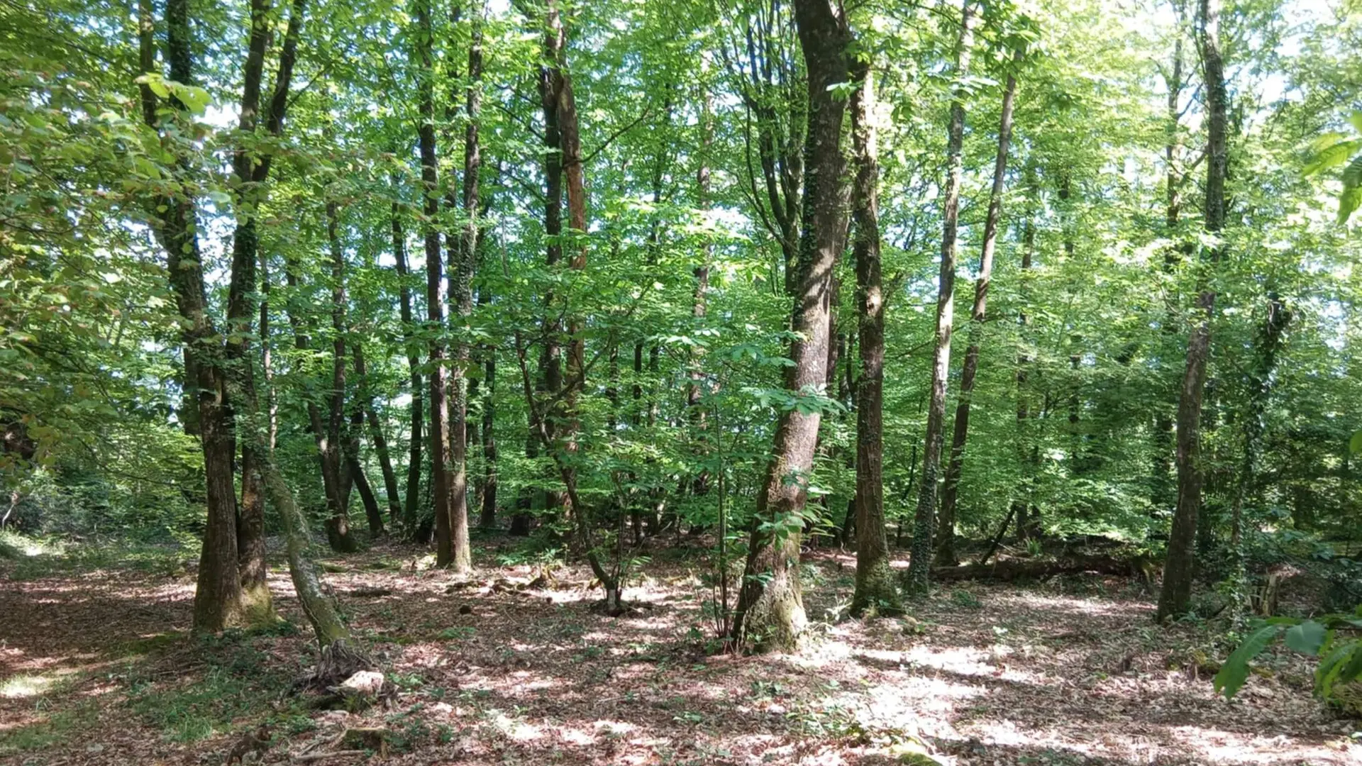 d55a7185-8f9e-490b-8df9-fe81f34f70d5