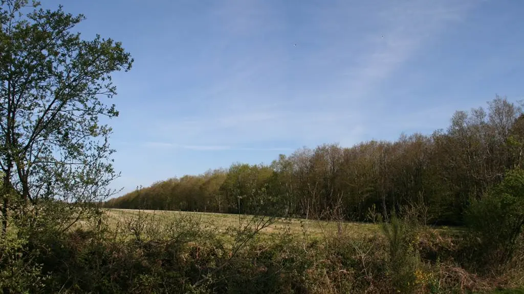 Forêt domaniale de Coeby - Trédion - Morbihan Bretagne sud