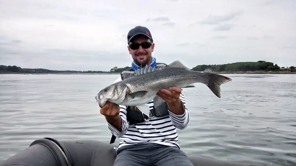 Joli bar du Golfe du Morbihan pris au leurre, une sortie en mer au top !