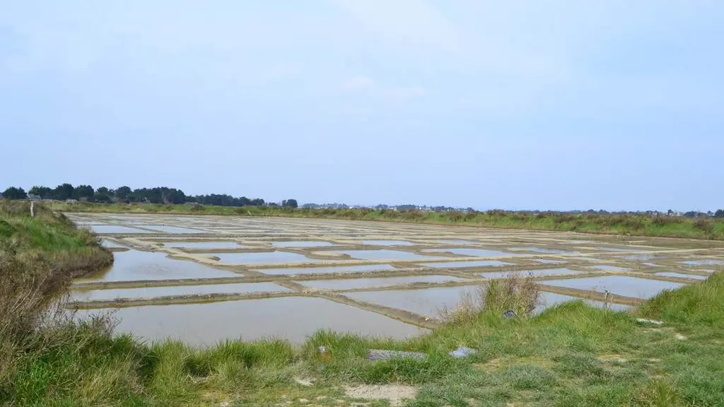 Marais de Lasné