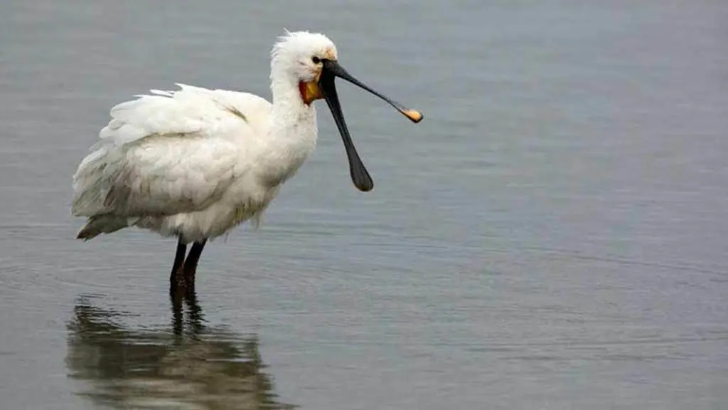 Réserve-naturelle-Séné-Golfe-du-Morbihan-Bretagne sud