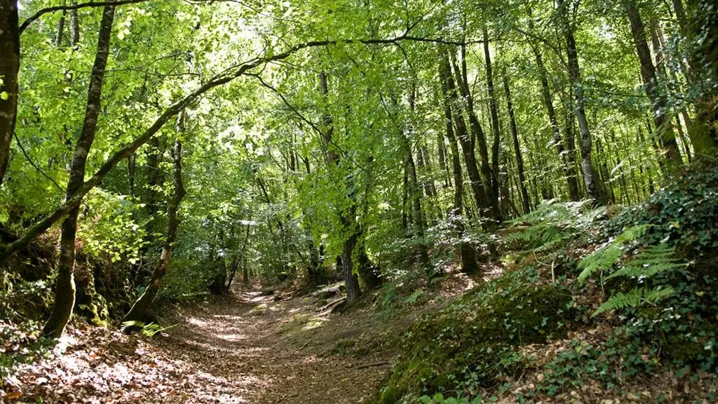 forêt camors morbihan bretagne sud