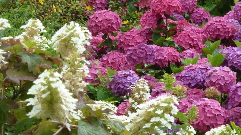 Circuit des hortensias - lac au Duc - Ploërmel - Morbihan - Bretagne