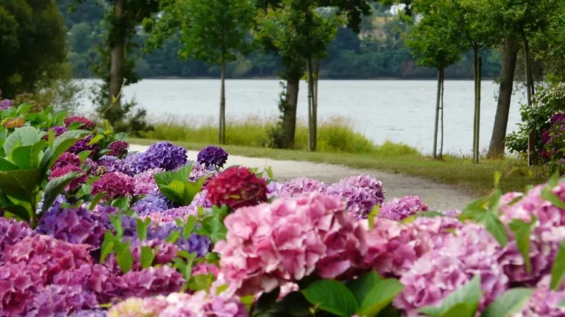 Circuit des hortensias - lac au Duc - balade - Ploërmel - Morbihan - Bretagne