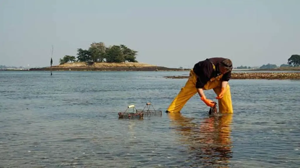 Ostréiculteur Jégat-Arradon-Golfe-du-Morbihan-Bretagne sud