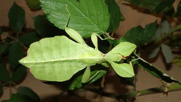 insectarium