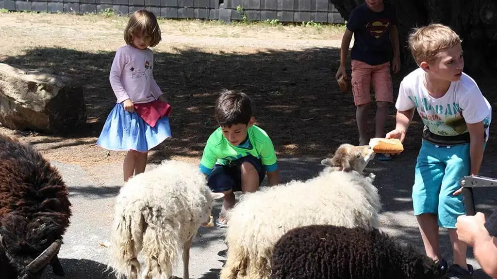 Site Ecolabel entretenu par les moutons