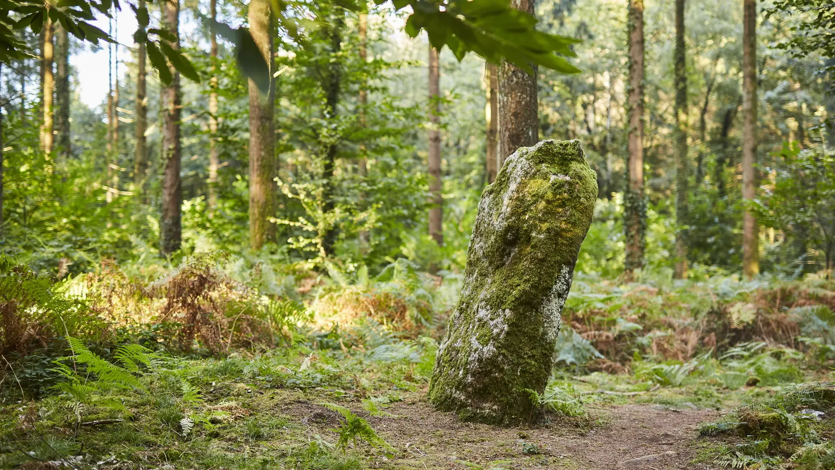 menhir-dresse-foret-camors_1656x1104