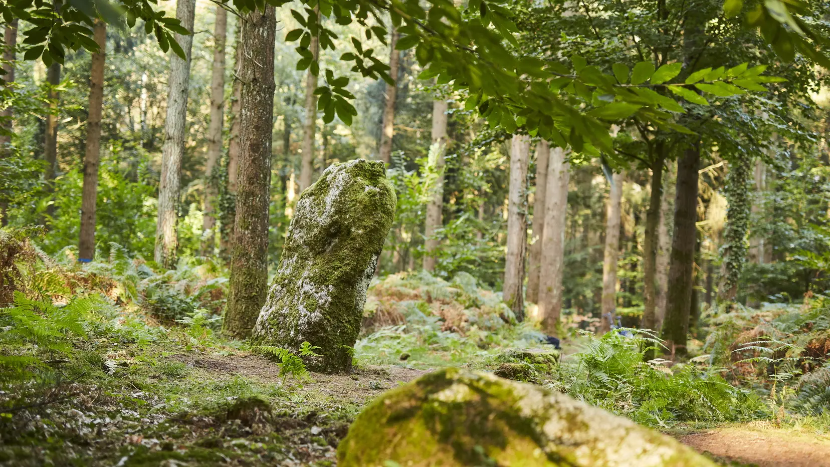 menhir-foret-arbres-camors_1656x1104