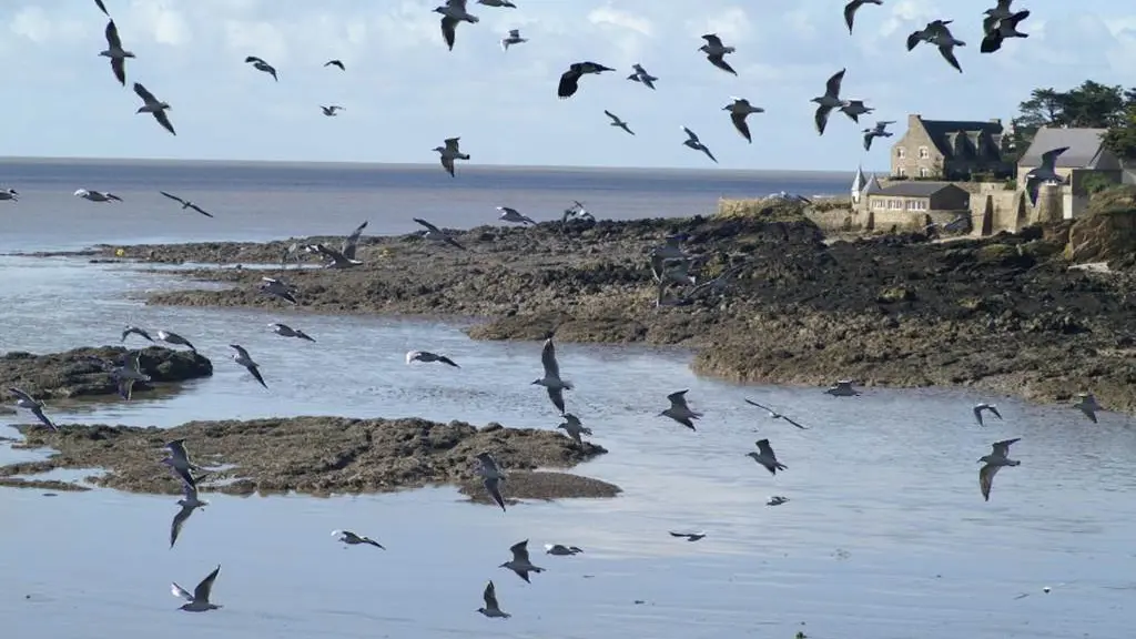 morbihan-littoral-pointe-pen-lan-billiers