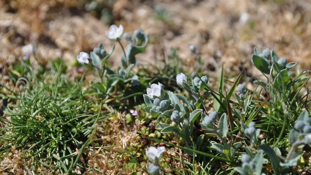 Omphalode du littoral