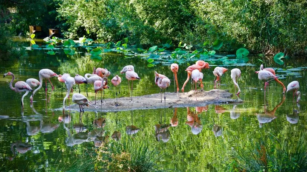 Branféré parc animalier et Botanique - Parcabout