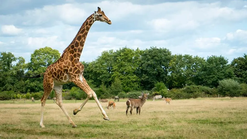 Branféré parc animalier et Botanique - Parcabout