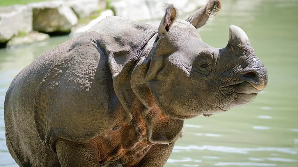 Branféré parc animalier et Botanique - Parcabout