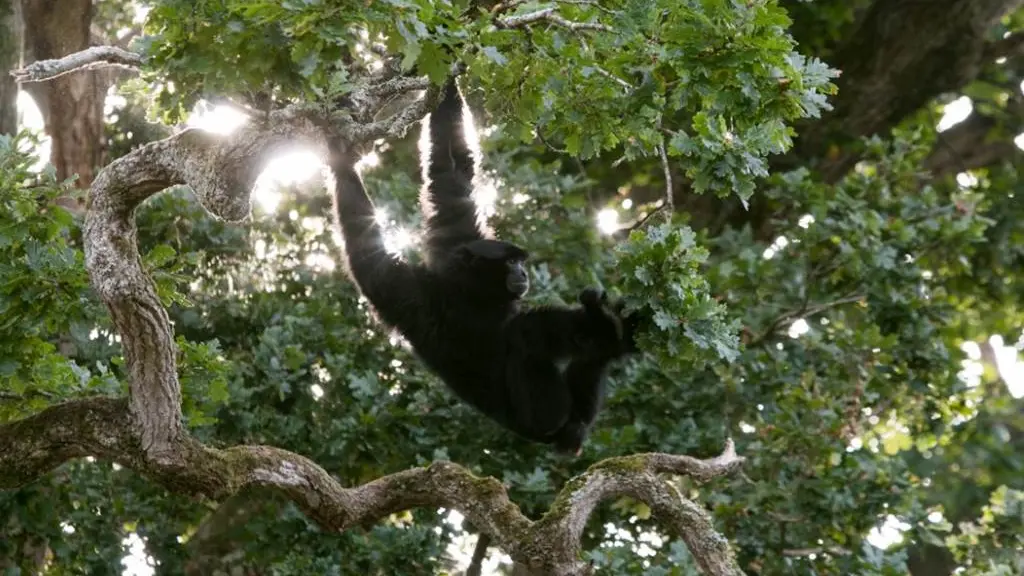 Branféré parc animalier et Botanique - Parcabout