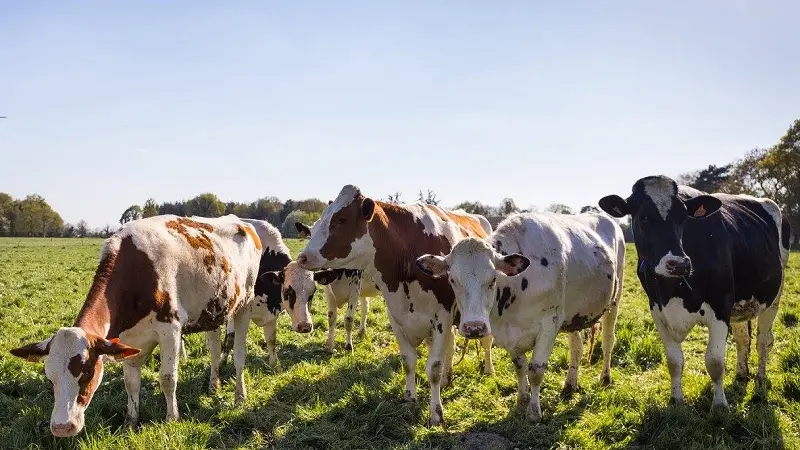 ferme du pigeon blanc - producteur - fromage - vaches - Campénéac - brocéliande