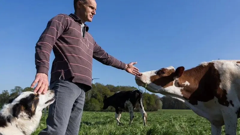 ferme du pigeon blanc - producteur - fromage - éleveur - Campénéac - brocéliande