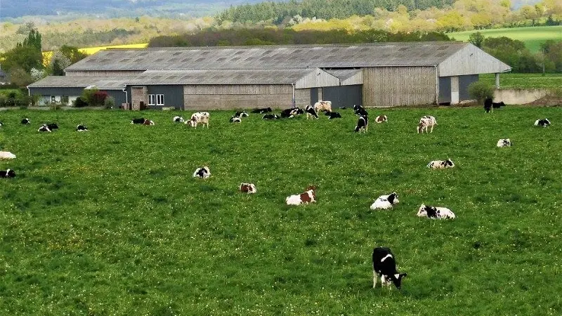 ferme du pigeon blanc - producteur - fromage - ferme - Campénéac - brocéliande