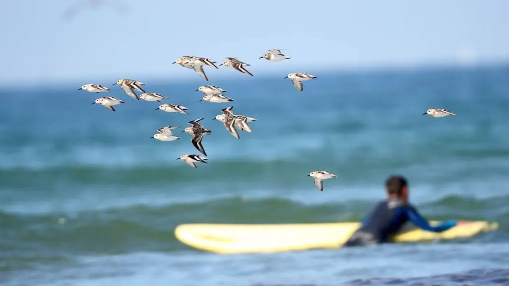 Presqu_ile Surf School-St Pierre-Morbihan-Bretagne Sud