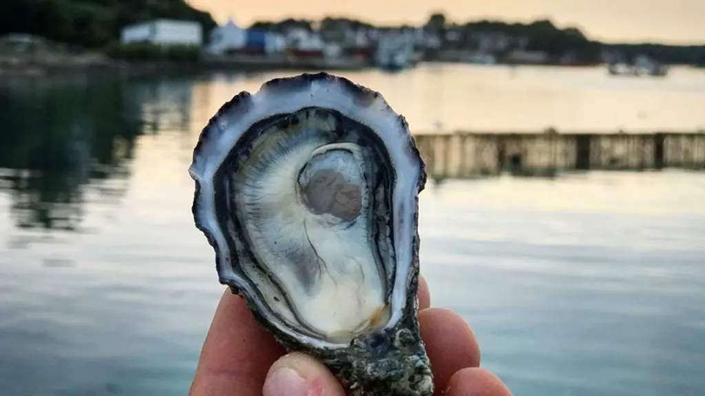 Perle de Quéhan  Saint-Philibert - Morbihan Bretagne Sud