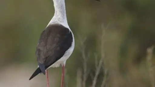 Réserve Naturelle Séné