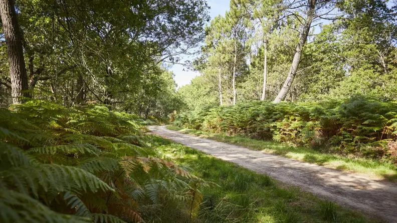 sentier-foret-erdeven_792x528