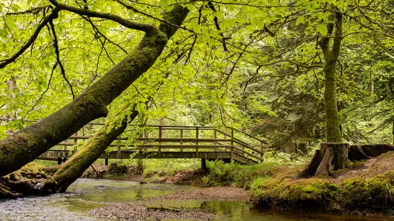 Trail en massif d'Ecouves