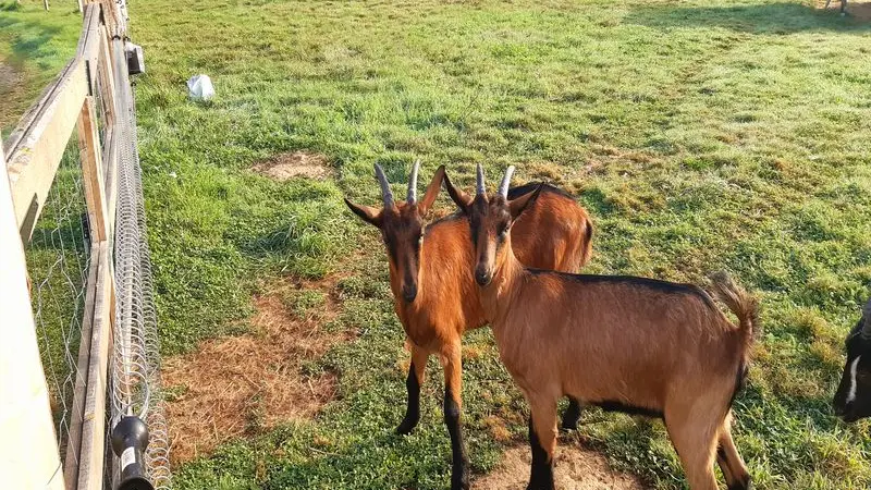 Camping-aux-Pres-d-Ecouves-radon