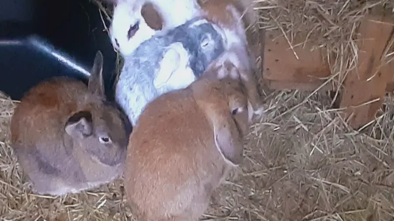 Camping-aux-Pres-d-Ecouves-radon