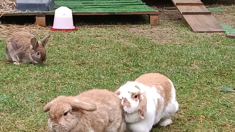 Camping-aux-Pres-d-Ecouves-radon