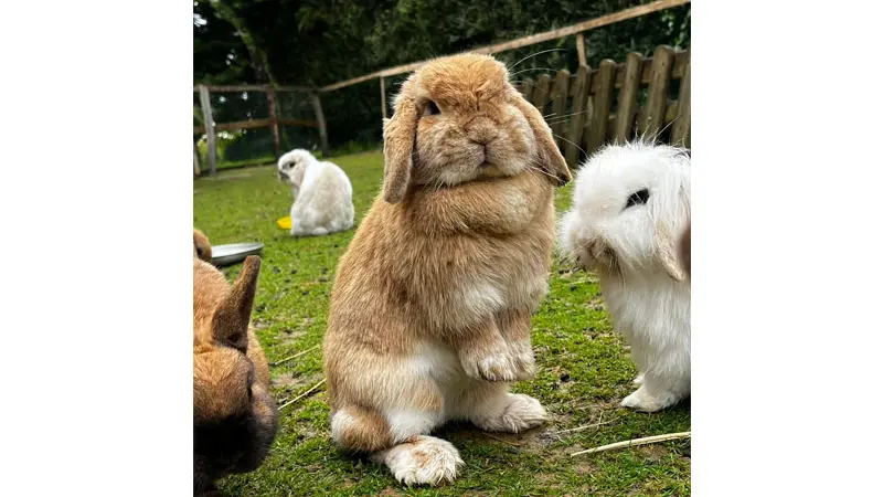 Ferme pédagogique Aux Prés d'Ecouves
