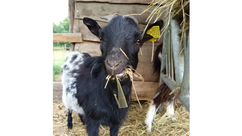 Ferme pédagogique Aux Prés d'Ecouves