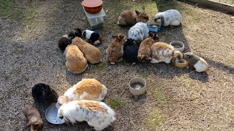 Ferme pédagogique Aux Prés d'Ecouves