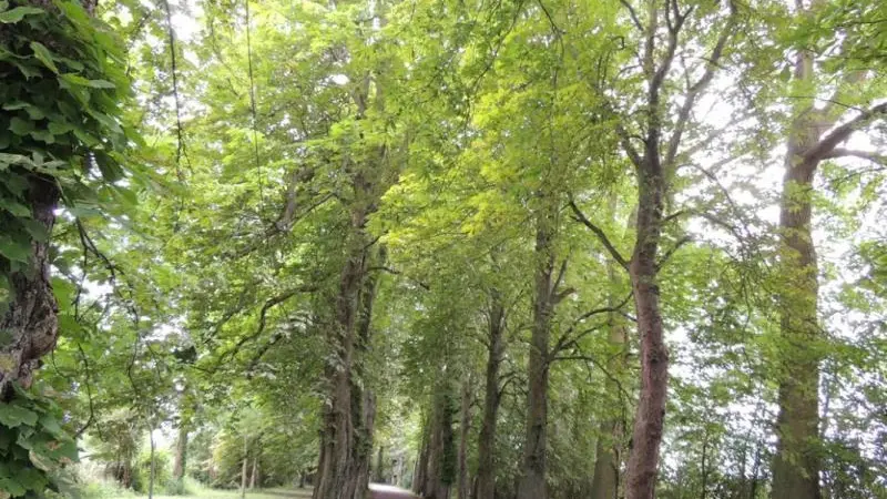 Château des Requêtes