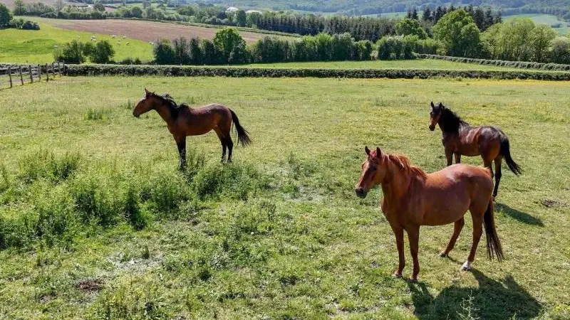 Au fer à cheval - Les Bordeaux