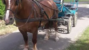 Au fer à cheval - Les Bordeaux