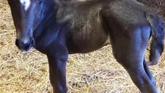 Au fer à cheval - Les Bordeaux