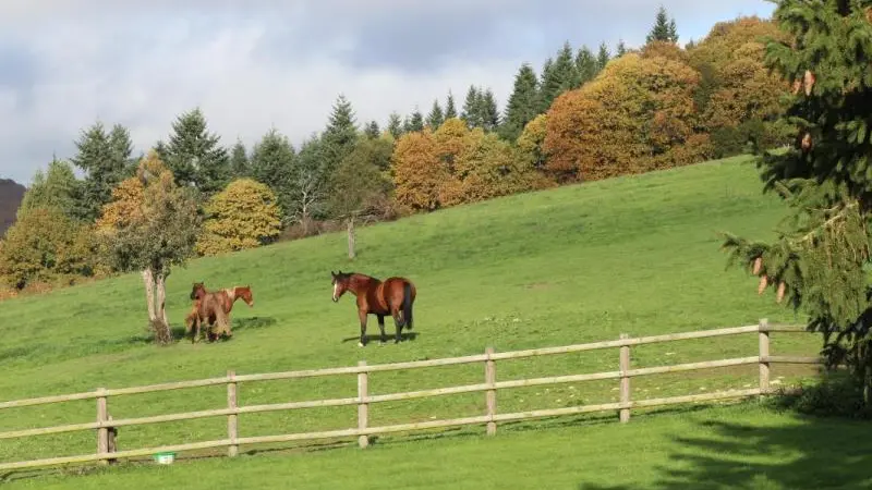 Gîtes de France Le Vanessa d'Ecouves