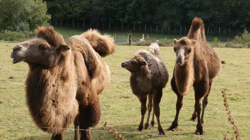 Parc animalier d'Ecouves - Le Bouillon