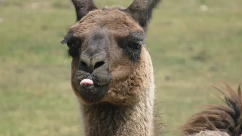 Parc animalier d'Ecouves - Le Bouillon