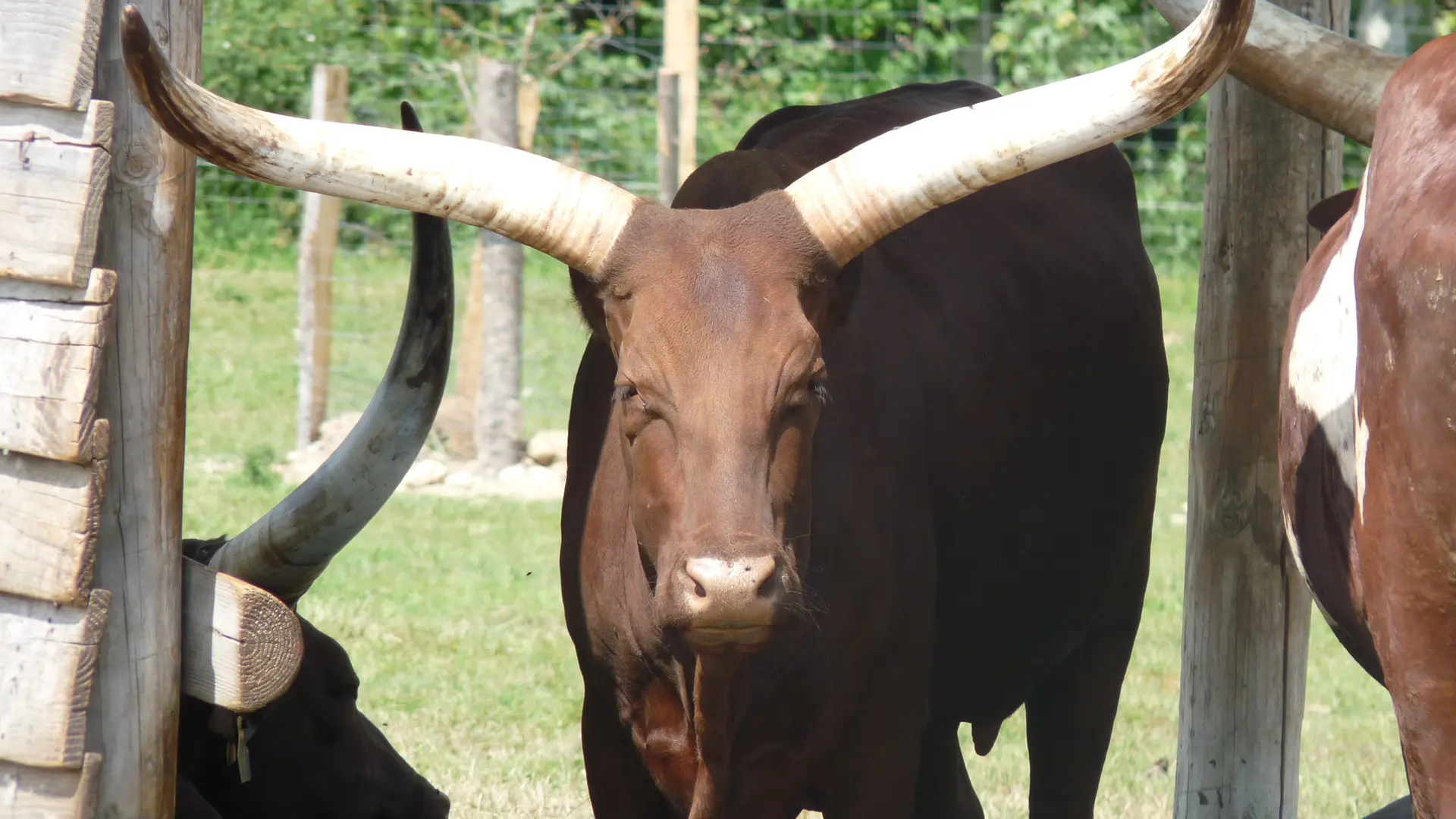 Parc animalier d'Ecouves - Le Bouillon