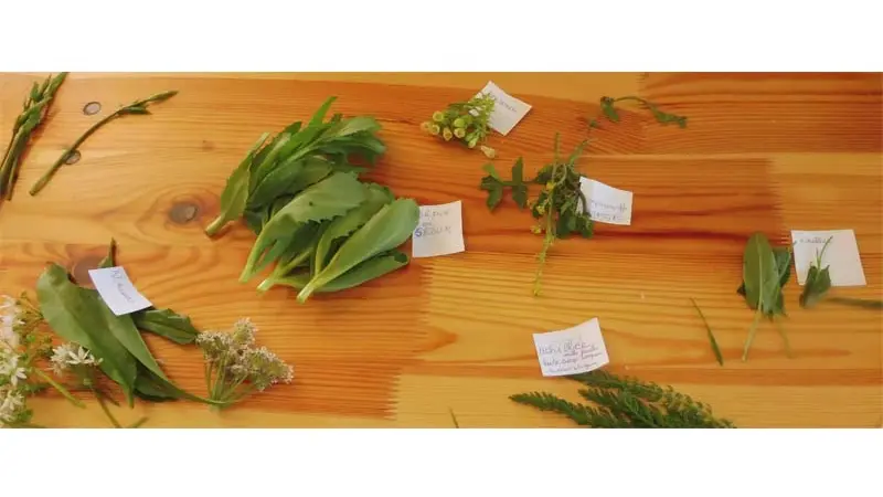 Bourrache et Coquelicot - Fontenai les Louvets