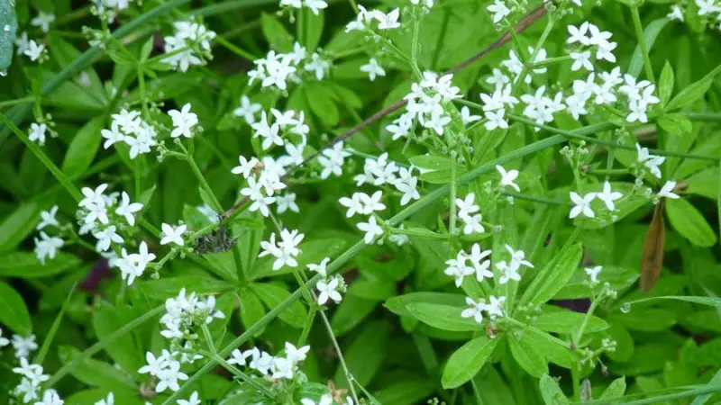 Bourrache et Coquelicot - Fontenai les Louvets