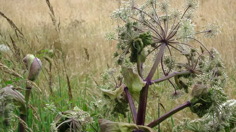 Bourrache et Coquelicot - Fontenai les Louvets