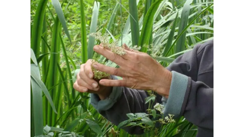 Bourrache et Coquelicot - Fontenai les Louvets