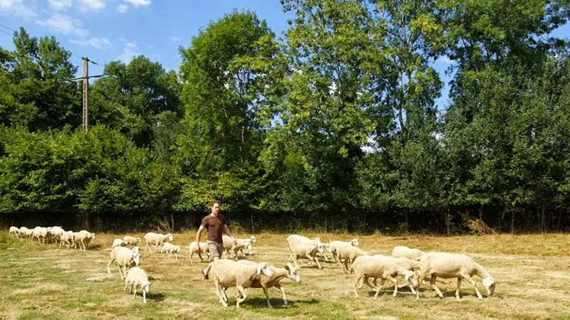Brebis d'Ecouves - St Nicolas des Bois